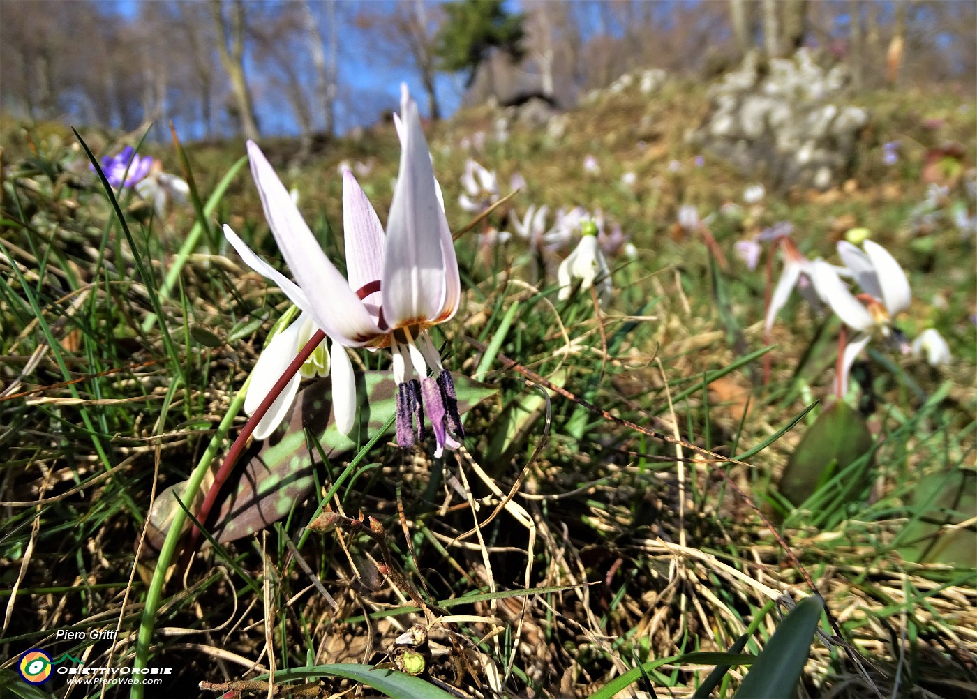 42  Denti di cane (Erythronium dens-canis).JPG